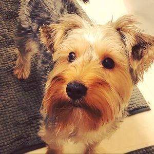 Meet your Posher, Abigail